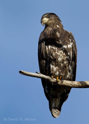 Bald Eagle, juvenile