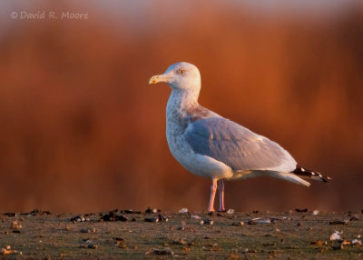 Herring Gull