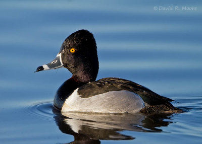 Ring-necked Duck