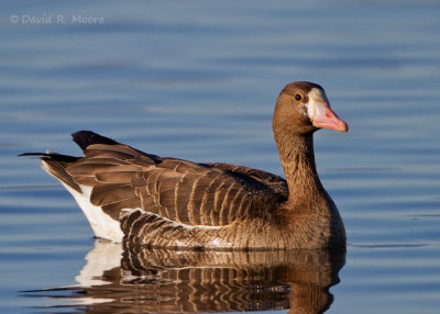 Greater White-fronted Goose