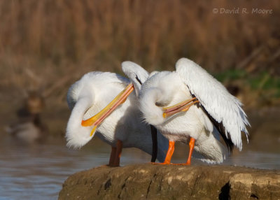 White Pelicans