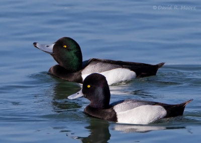 Lesser Scaup, Greater Scaup