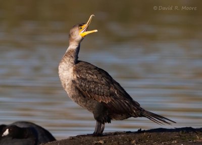 Double-crested Cormorant