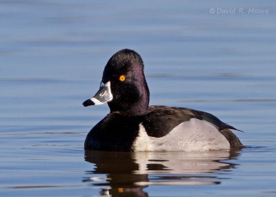 Ring-necked Duck