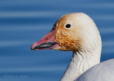Snow Goose