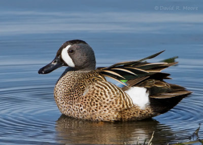 Blue-winged Teal