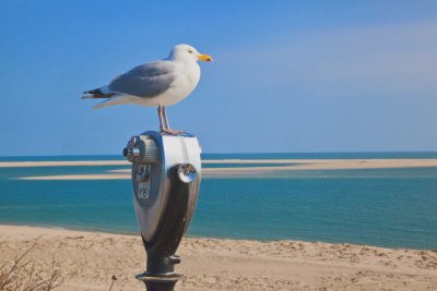Seagull_Chatham