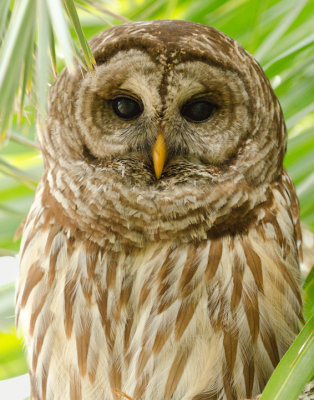 Barred-Owl-11x14.-Web.jpg