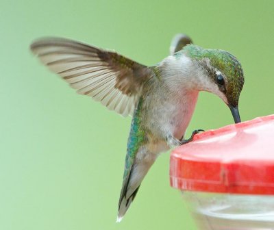 Hummer1.jpg