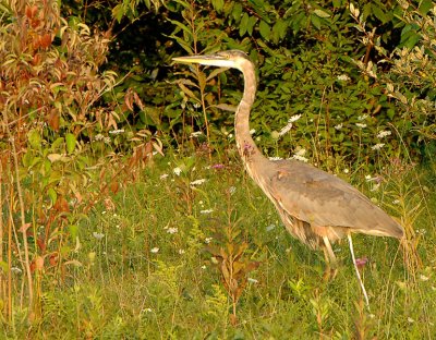 Heron_6727.jpg