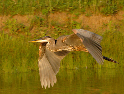 Heron6738.jpg
