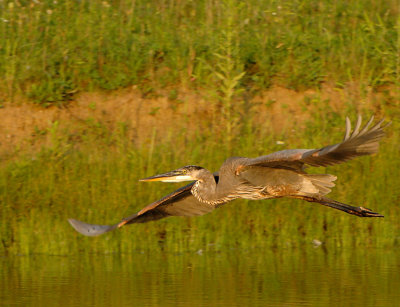 Heron_6737.jpg