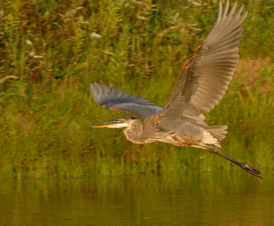 Heron_6739.jpg
