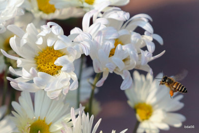 Flowers & Insects