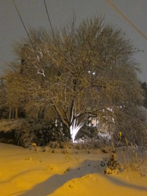 IMG_8229.JPG
