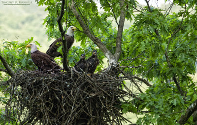 Oil Creek State Park Bald Eagle Family