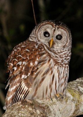 Barred Owl 10 sm.jpg