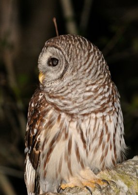 Barred Owl 11 sm.jpg