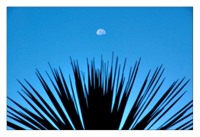 Abanicando la luna de agosto