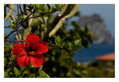 Flor roja y roque mayor de Salmor