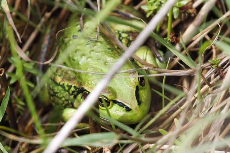 Southern Bell Frog