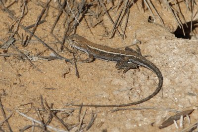 Mallee Military Dragon