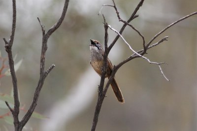 Striated Grasswren