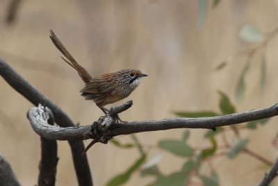 Striated Grasswren