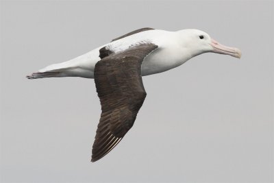 Northern Royal Albatross