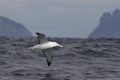 Northern Royal Albatross
