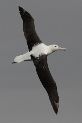 Northern Royal Albatross