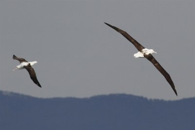 Northern Royal Albatross