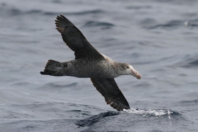 Northern Giant Petrel