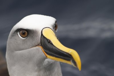 Eaglehawk Neck pelagic, September 2012