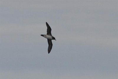 Eaglehawk Neck pelagic, September 2012
