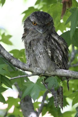 Tawny Frogmouth