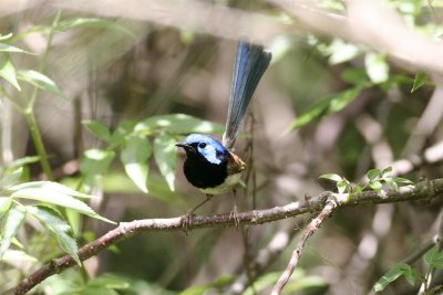 Variegated Fairy-wren