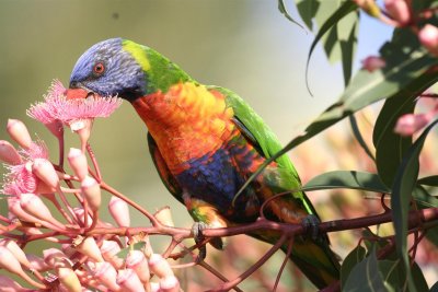 Rainbow Lorikeet