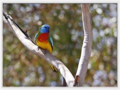 Scarlet-chested Parrot