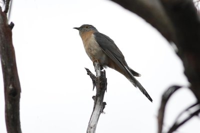 Fan-tailed Cuckoo