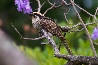 Australian Koel