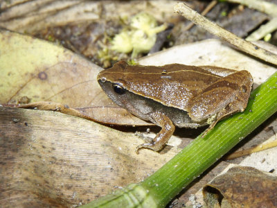 Heymonsi's Narrow Mouthed Toad
