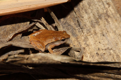 Heymonsi's Narrow Mouthed Toad