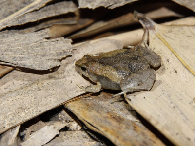 Ornate Narrow Mouthed Toad