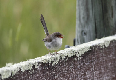 Superb Fairy-wren