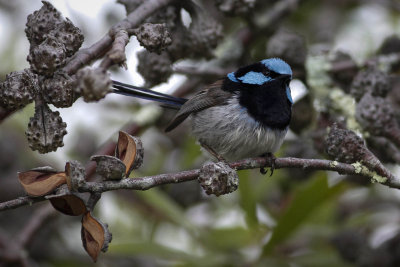 Australian fairy-wrens and grasswrens