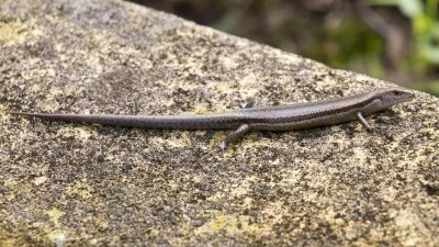 Delicate Garden Skink