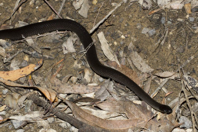 Eastern Snall-eyed Snake