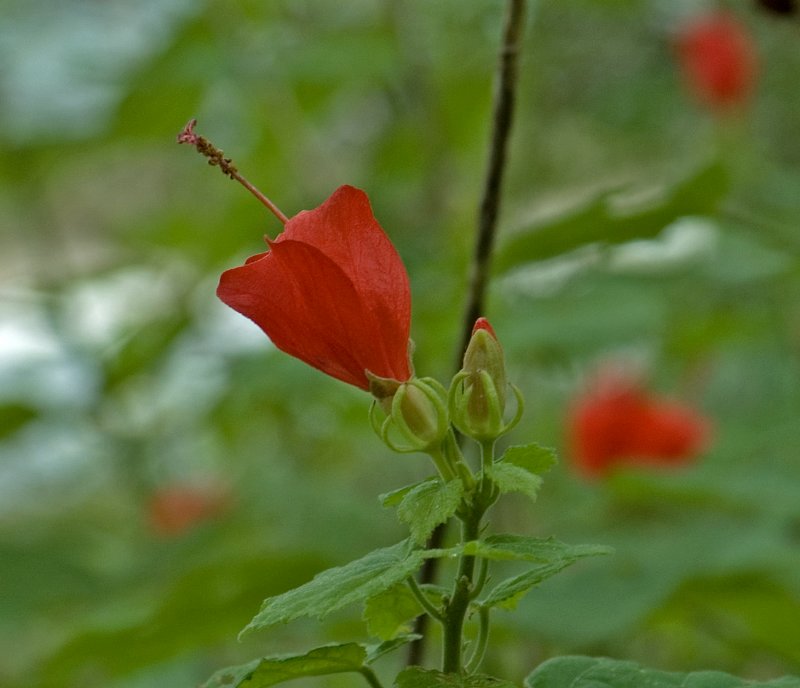 Turks Cap Profile