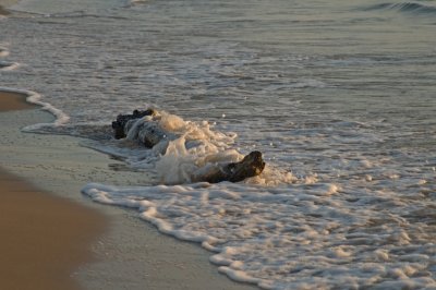 Driftwood in the Foam